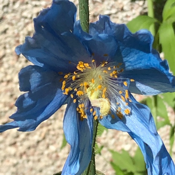 Meet your Posher, Sharon - Picture 1 of 1